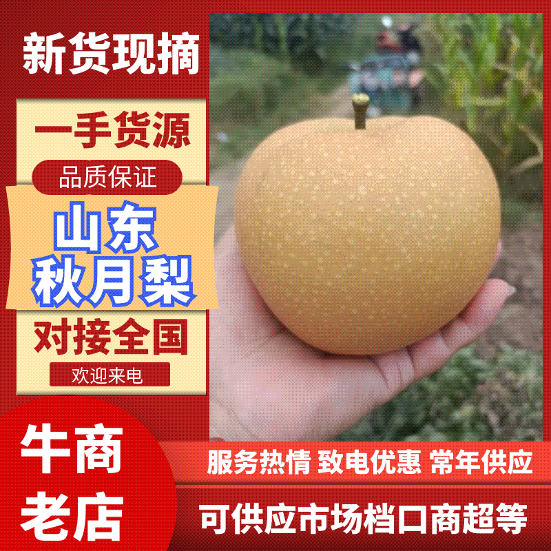 秋月梨，万亩主产区，一手货源，专业团队诚信经营欢迎合作共