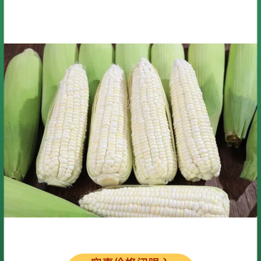 早餐玉米新鲜带皮甜糯玉米现摘现发当季蔬菜