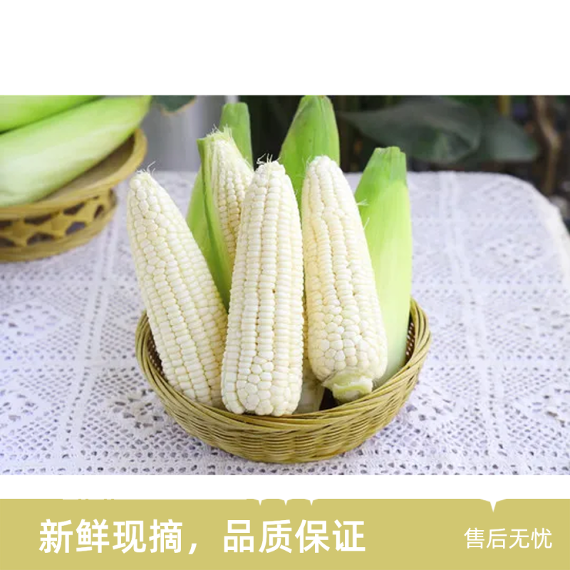 早餐玉米新鲜带皮甜糯玉米现摘现发当季蔬菜
