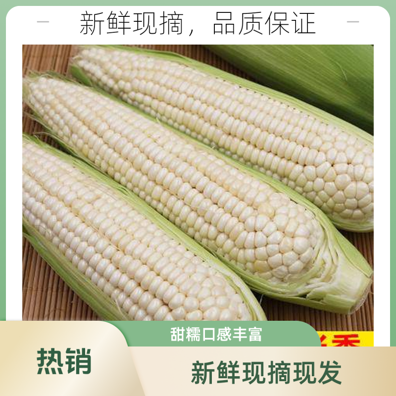 早餐玉米新鲜带皮甜糯玉米现摘现发当季蔬菜