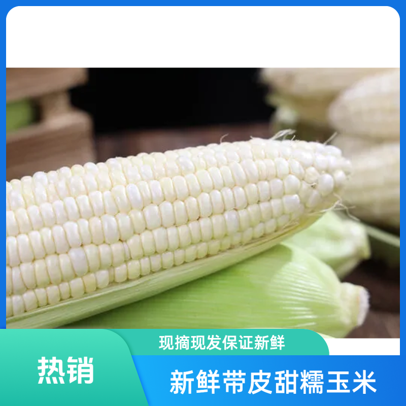 早餐玉米新鲜带皮甜糯玉米现摘现发当季蔬菜