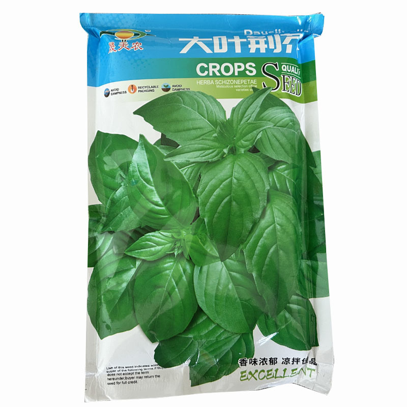 正宗大叶荆芥种子叶片肥厚香味浓郁叶片大基地专用