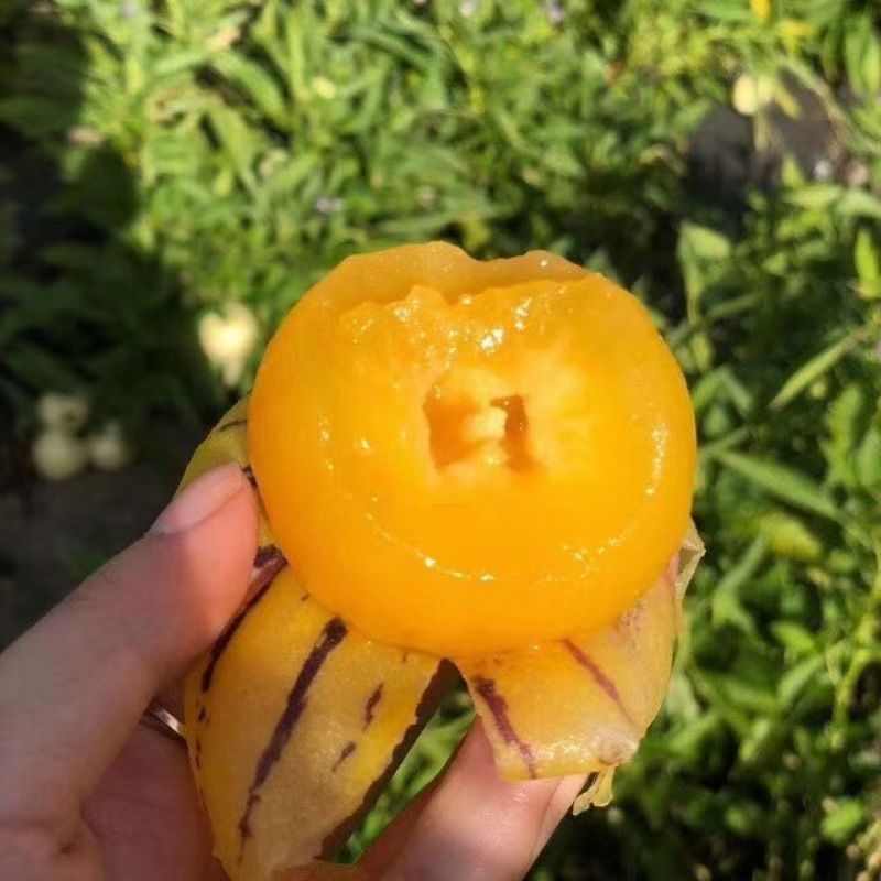 云南石林树熟人参果一件代发