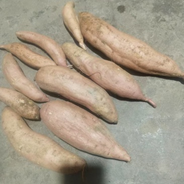 山东白哈密红薯大量上市中，一手货源视频看货欢迎致电