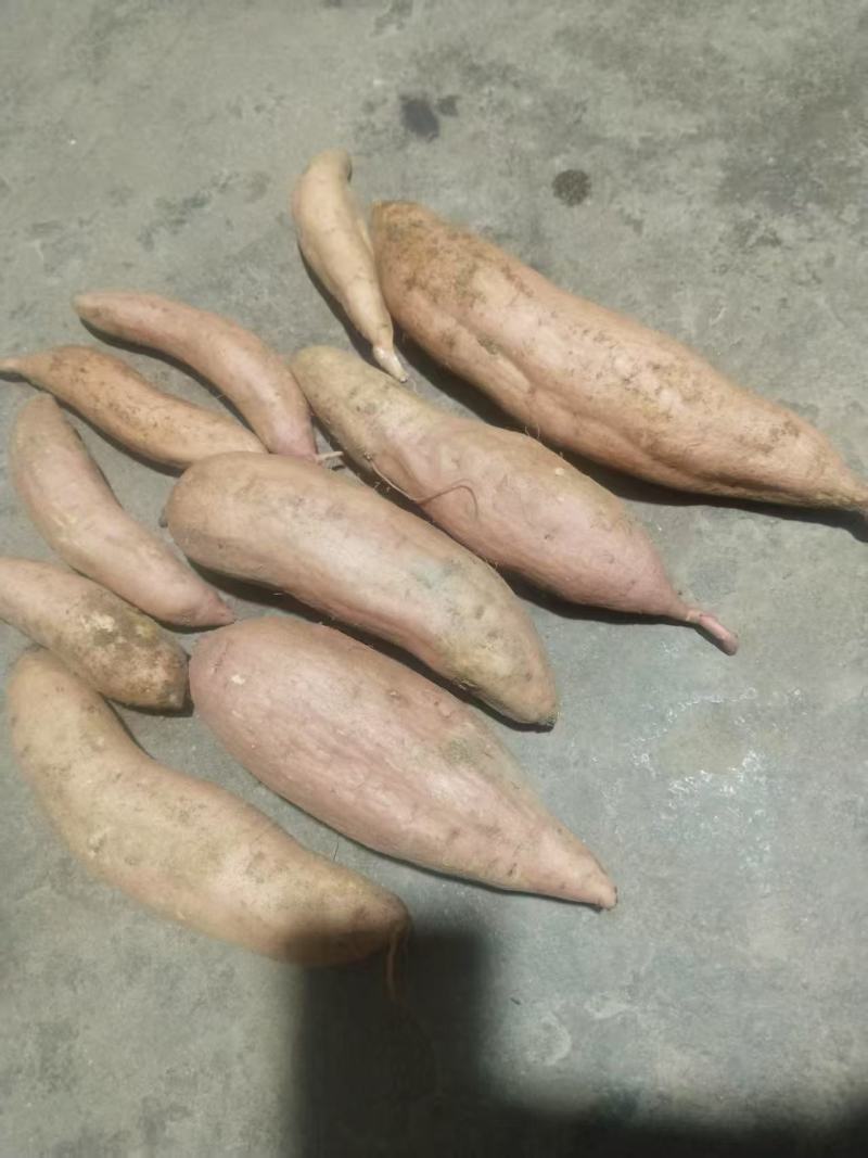 山东白哈密红薯大量上市中，一手货源视频看货欢迎致电