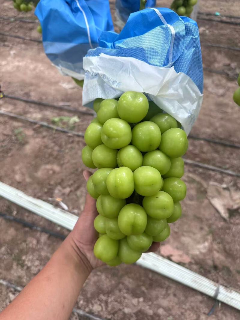 湖南阳光玫瑰葡萄基地直销量大质优价格优惠一手货源