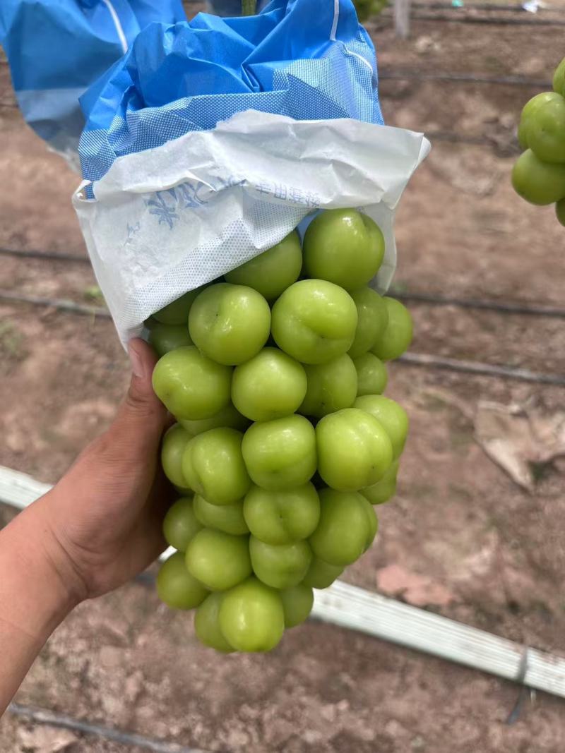 湖南阳光玫瑰葡萄基地直销量大质优价格优惠一手货源