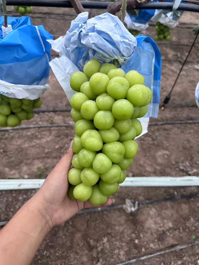 湖南阳光玫瑰葡萄基地直销量大质优价格优惠一手货源