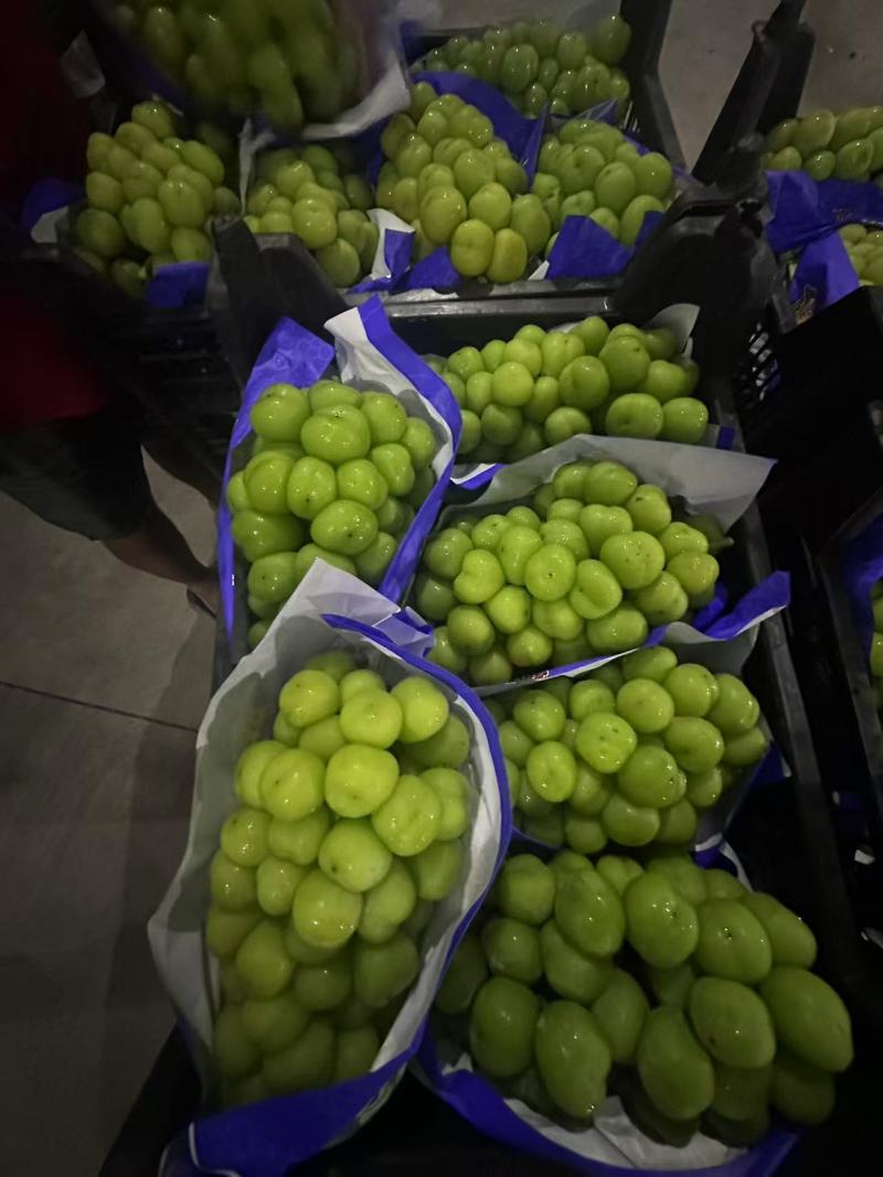 湖南阳光玫瑰葡萄基地直销量大质优价格优惠一手货源
