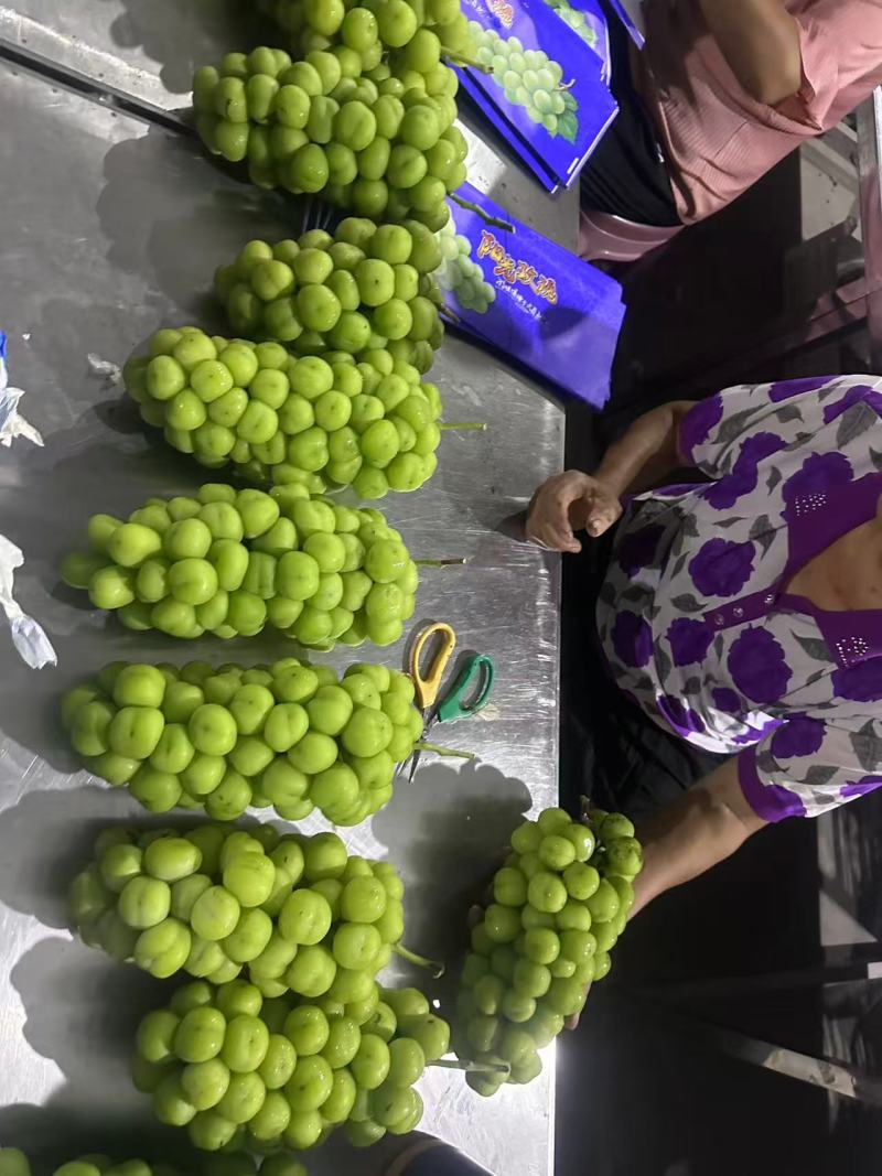 湖南阳光玫瑰葡萄基地直销量大质优价格优惠一手货源