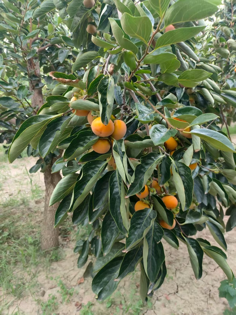 陕西渭南八月黄柿子大量上市/精品黄柿子产地直发量大从优