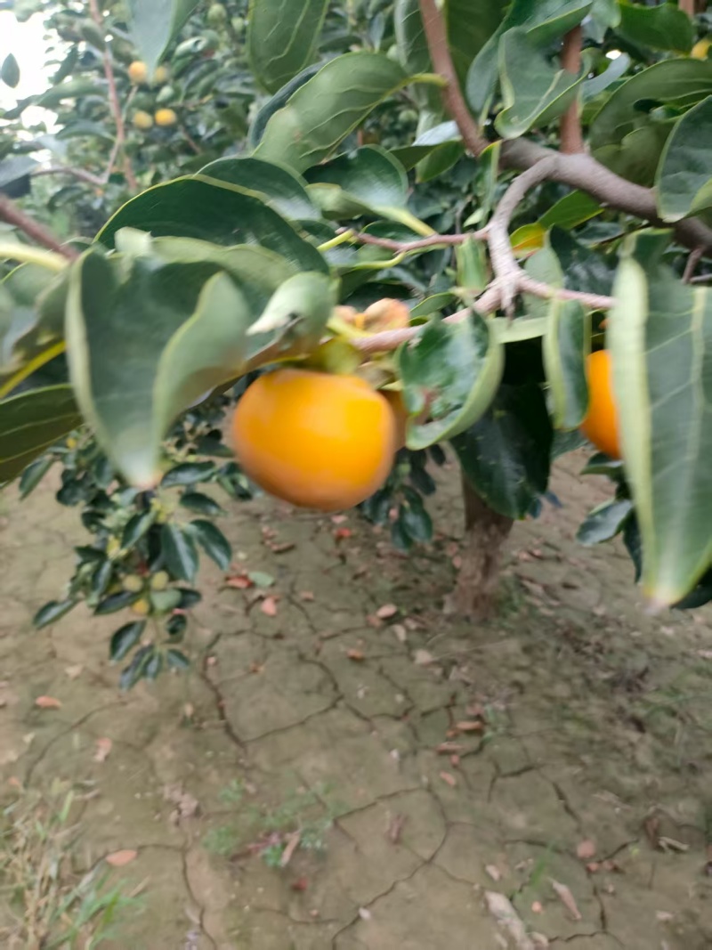 陕西渭南八月黄柿子大量上市/精品黄柿子产地直发量大从优