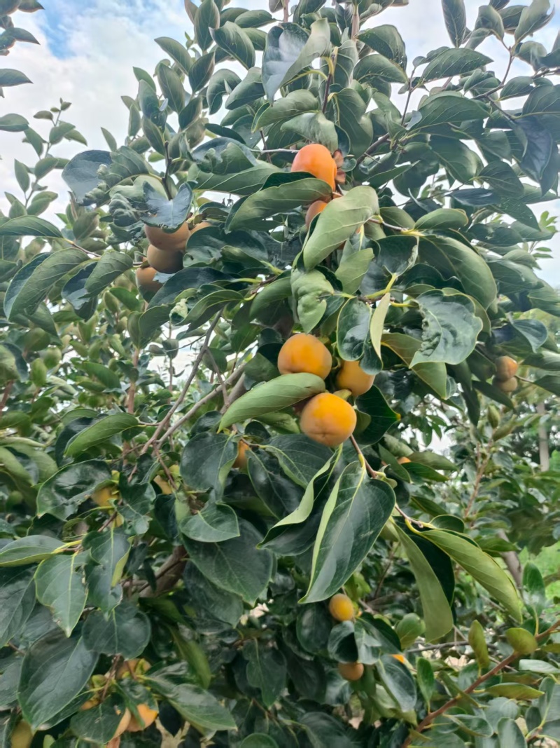 陕西渭南八月黄柿子大量上市/精品黄柿子产地直发量大从优