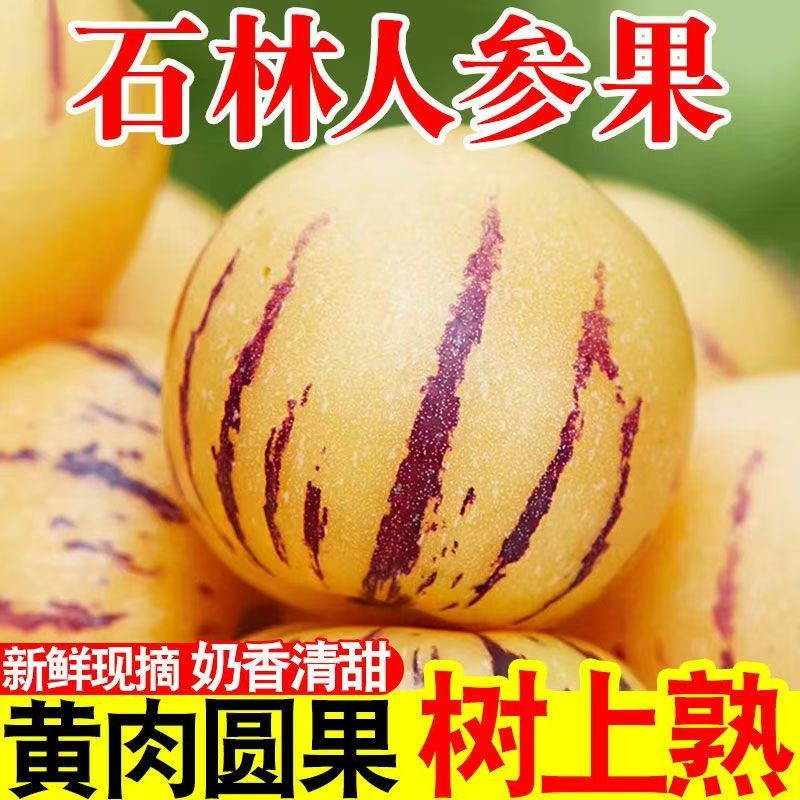 云南石林圆形人参果一件代发
