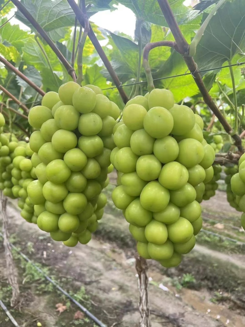 湖南阳光玫瑰葡萄基地直销量大质优价格优惠一手货源