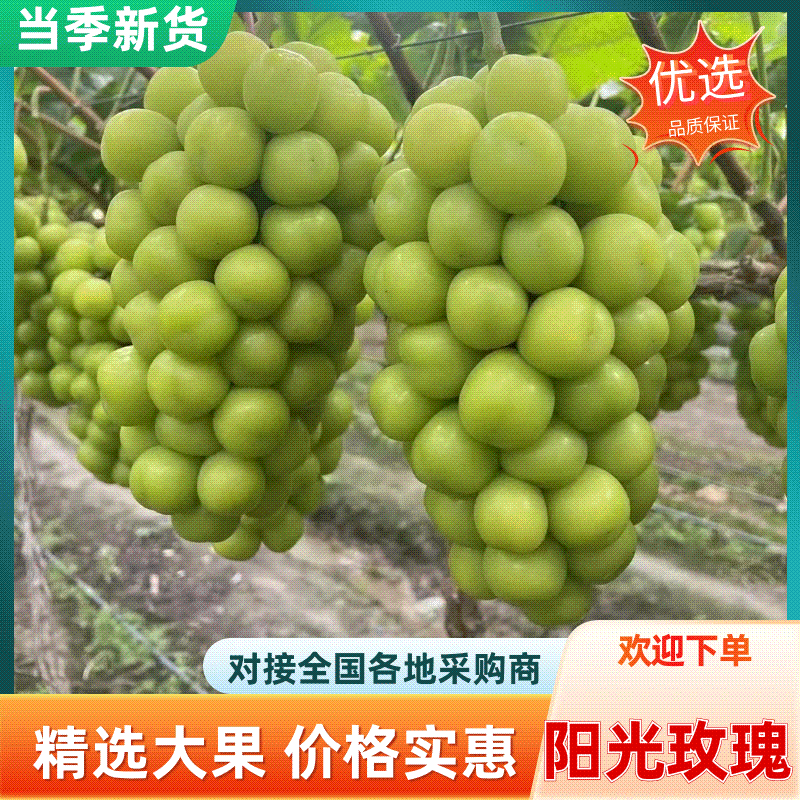 阳光玫瑰葡萄砀山香印晴王葡萄商超电商供货加工代发全国