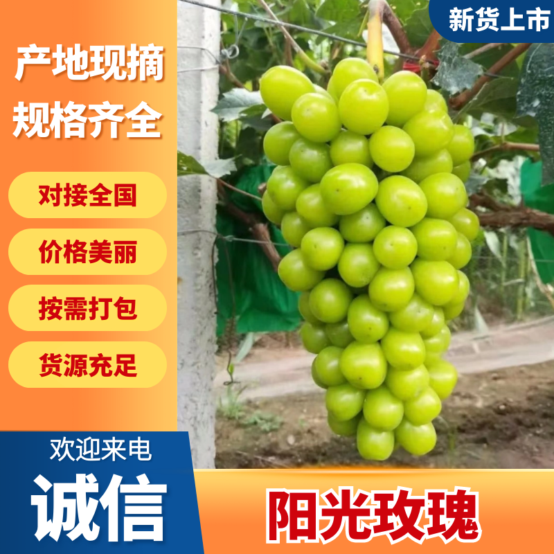 湖南阳光玫瑰葡萄基地直销量大质优价格优惠一手货源
