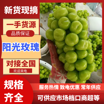 阳光玫瑰西昌市阳光玫瑰产地直发颗粒饱满口感香甜