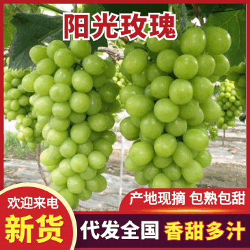 湖南阳光玫瑰葡萄基地直销量大质优价格优惠一手货源