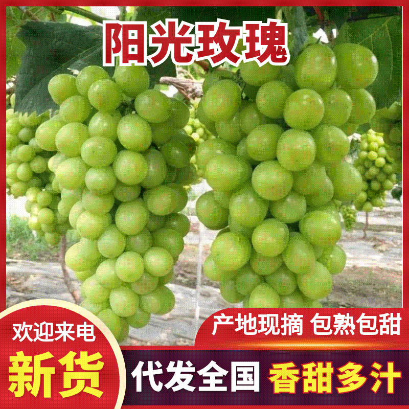 湖南阳光玫瑰葡萄基地直销量大质优价格优惠一手货源