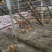 湖北鸡蛋土鸡蛋自家养殖量大价优可视频看货欢迎咨询