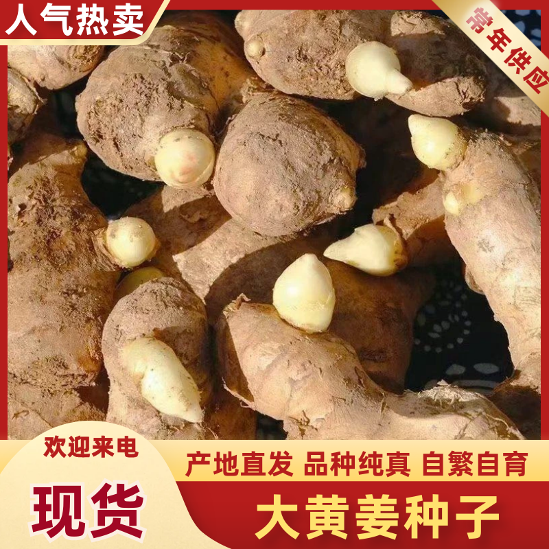 姜种产地品种规格齐全亩产过万专业技术指导全国发货