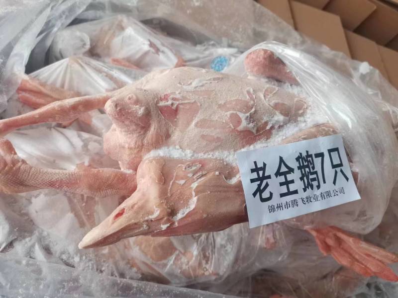 大帮老鹅净膛7只