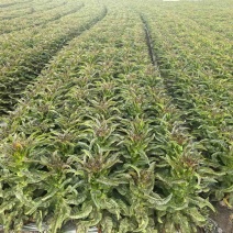 红叶香莴苣莴笋大量现货基地直发欢迎实地考察