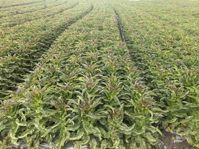 红叶香莴苣莴笋大量现货基地直发欢迎实地考察