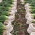 铁杆大葱大量上市海量货源全国发货量大从优可视频看货
