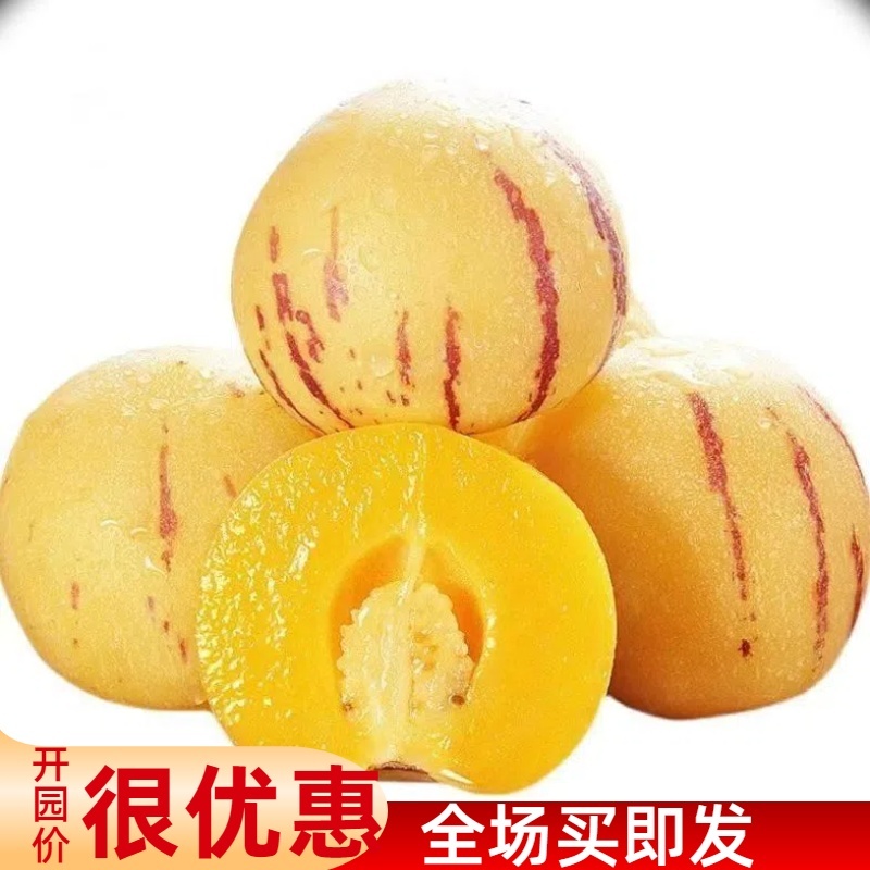 人参果一件代发