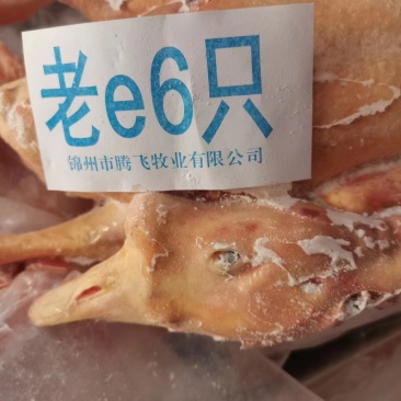 双立老鹅A老6