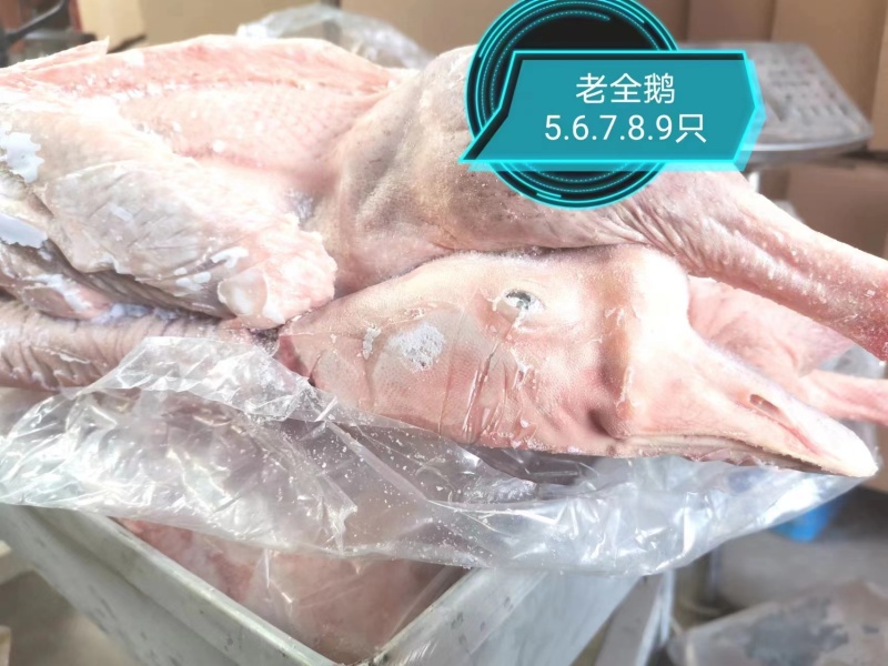 双立老鹅A老7