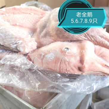 双立老鹅A老8