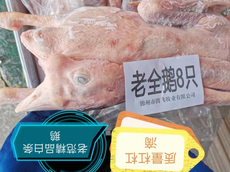 双立老鹅A老8