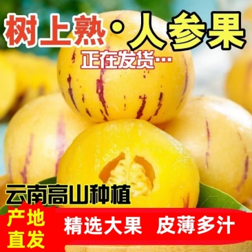 人参果一件代发