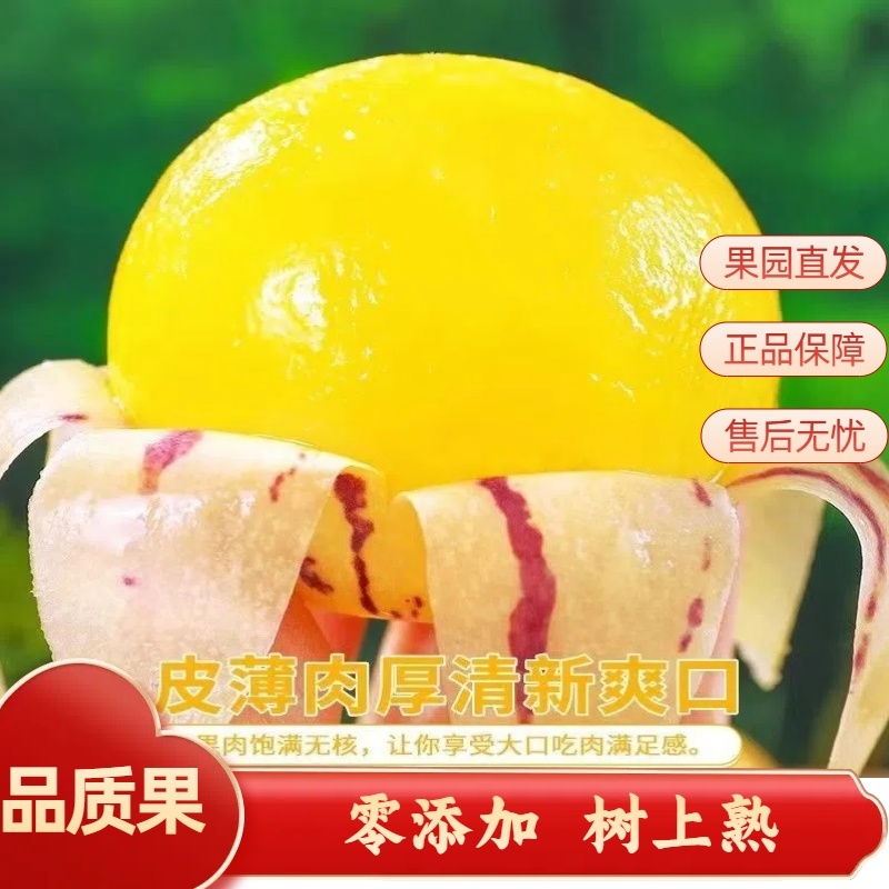 人参果一件代发
