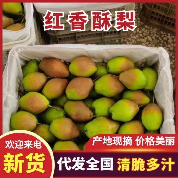 陕西红香酥梨，香梨，量大从优，基地直发，欢迎来电采购