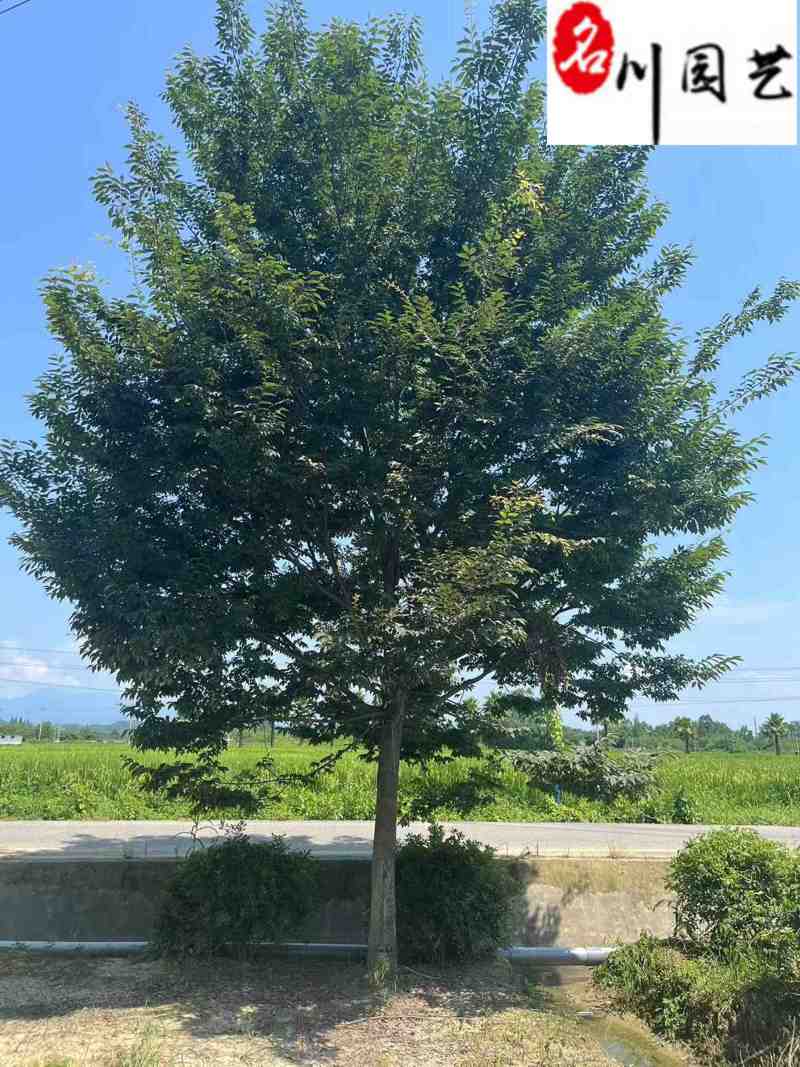 出售精品榉树12-25公分榉树价格成都榉树基地直销