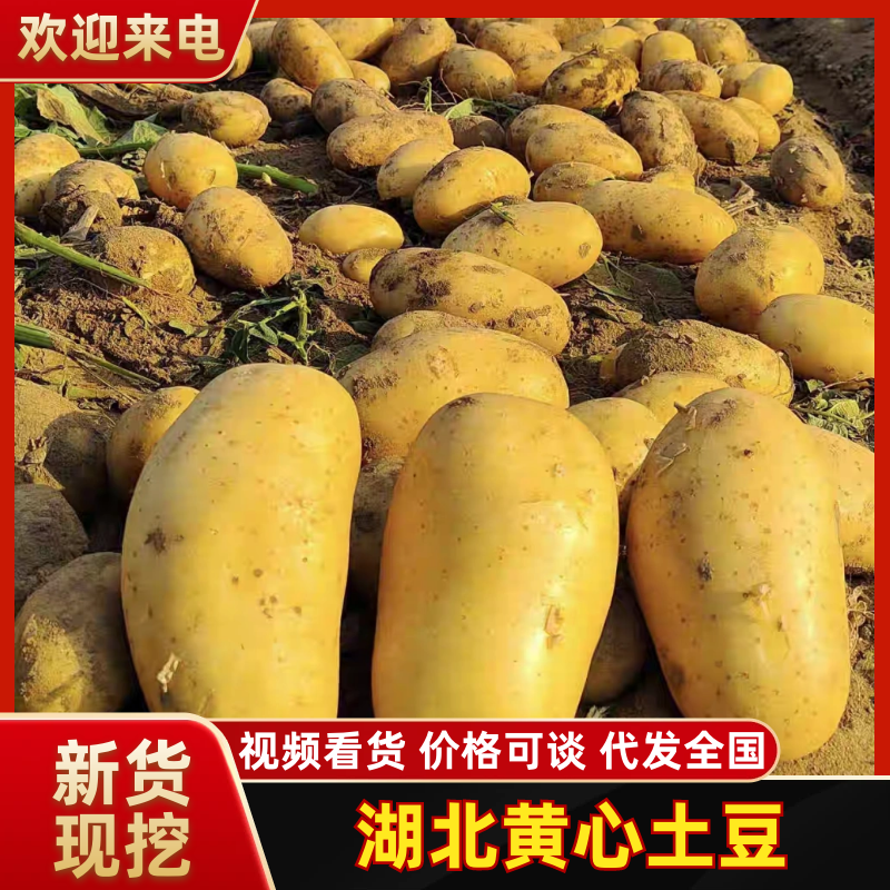 《湖北土豆》沃土五号/实验1号/荷兰十五/电商市场工厂