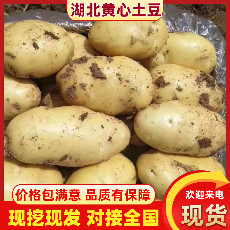 《湖北土豆》沃土五号/实验1号/荷兰十五/电商市场工厂
