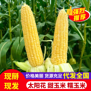 《湖北鲜玉米》太阳花玉米/黄糯玉米/产地货源/整车批发