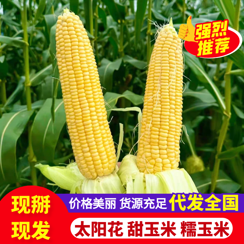《湖北鲜玉米》太阳花玉米/黄糯玉米/产地货源/整车批发