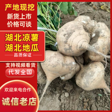 《湖北豆薯》个头饱满/产地直发/全国供应批发