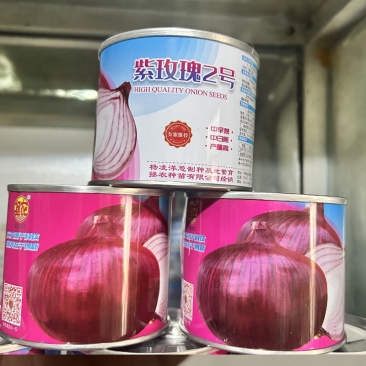 拯农紫玫瑰2号中日照紫皮洋葱种子50g中早熟扁球形紫红皮