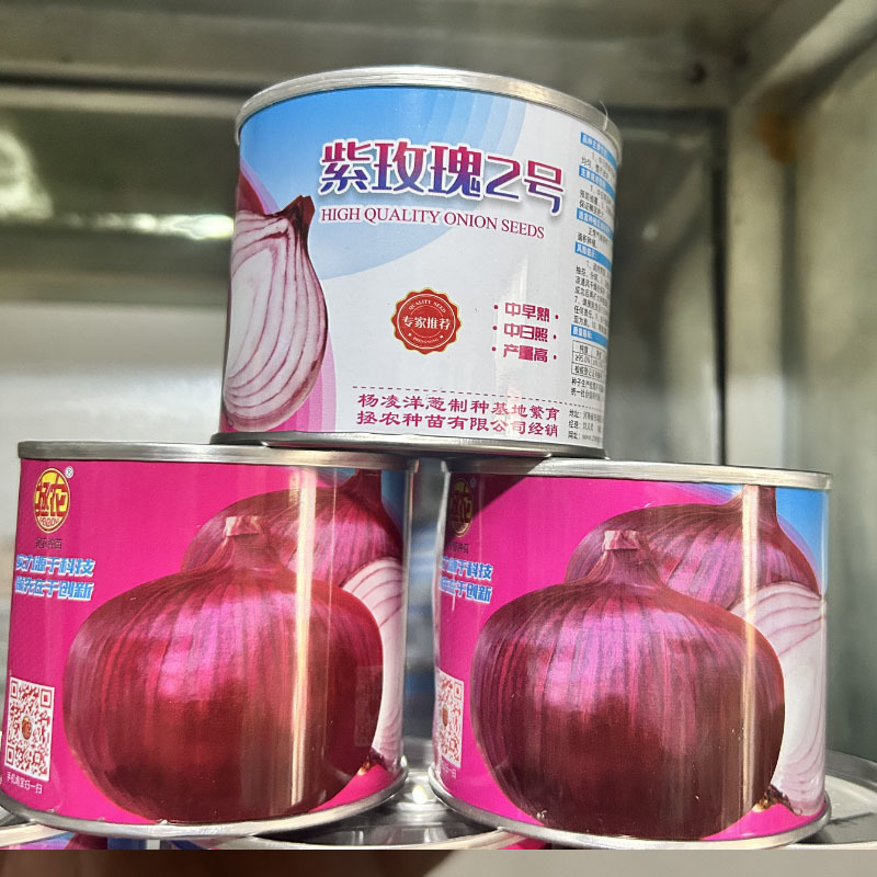 拯农紫玫瑰2号中日照紫皮洋葱种子50g中早熟扁球形紫红皮