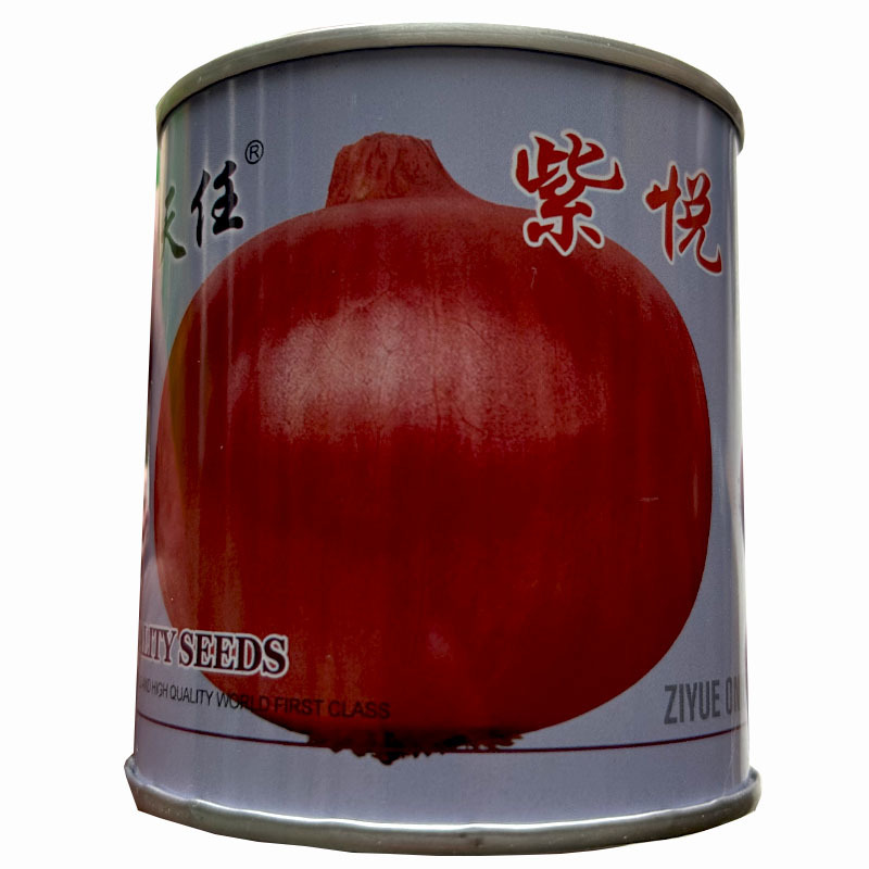 水果洋葱种子紫悦100g生吃紫红皮半高桩扁圆形圆葱种子