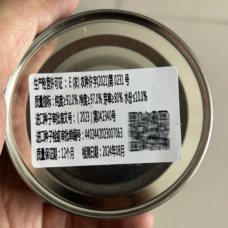 紫皮洋葱种子广良引进KA-957早熟紫皮洋葱种子100g