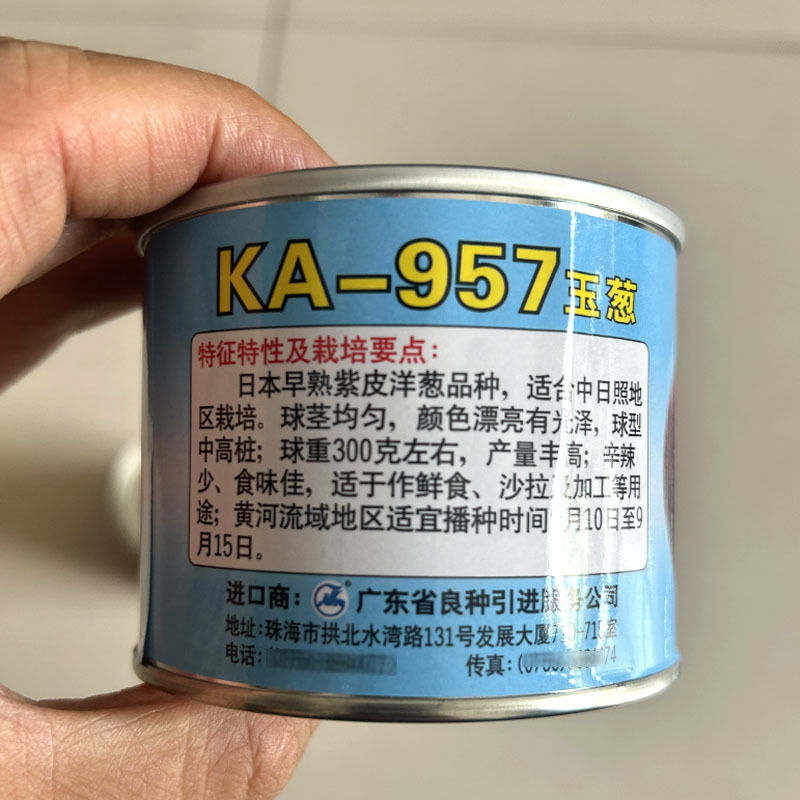 紫皮洋葱种子广良引进KA-957早熟紫皮洋葱种子100g