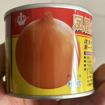 进口洋葱种子凤凰大玉葱种子改良中甲高大中早熟黄皮圆葱